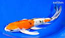 9.5" YAMATO NISHIKI BUTTERFLY