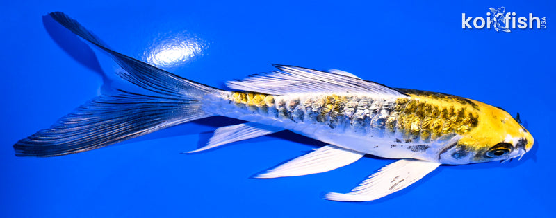 6" GINRIN KIN KIKOKURYU BUTTERFLY