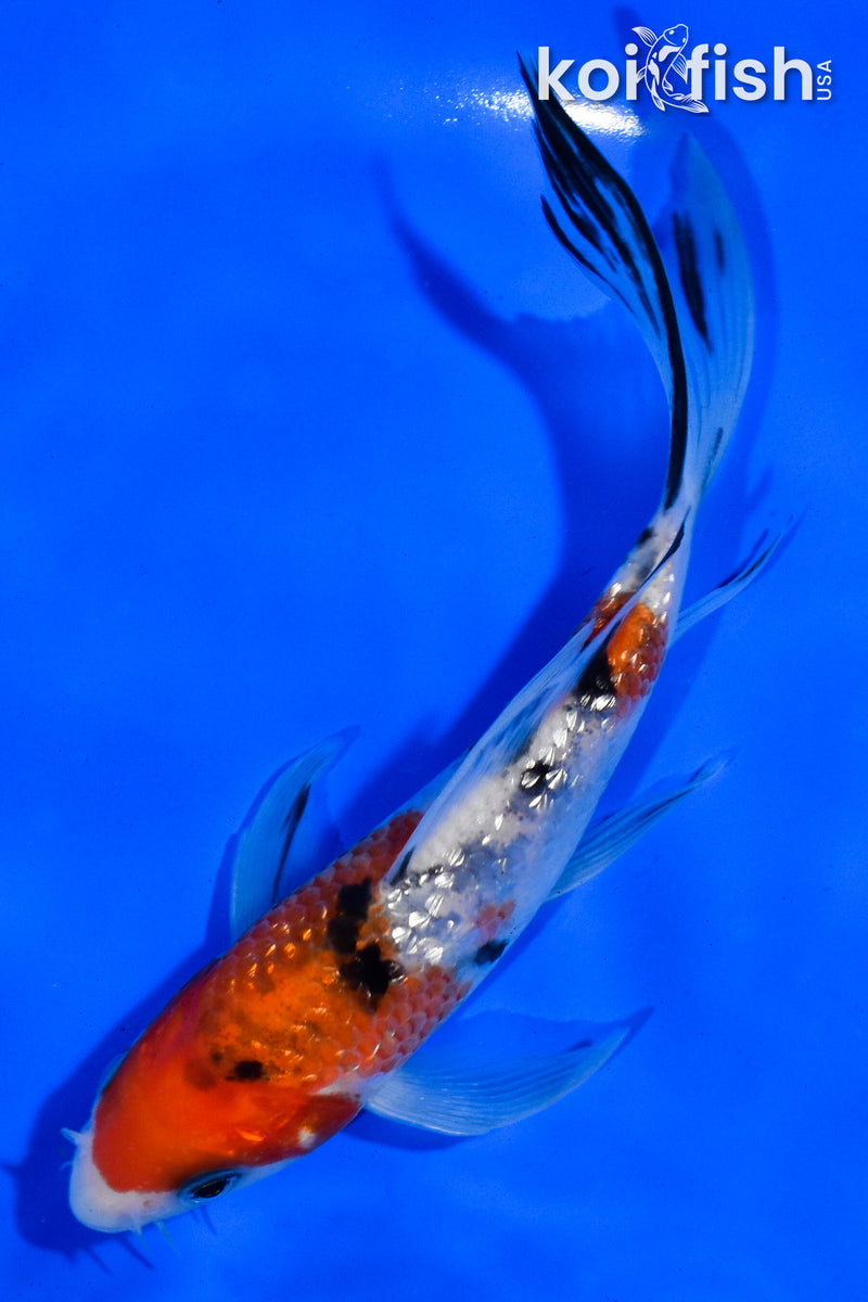 5.5" GINRIN SANKE BUTTERFLY