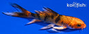 4.25" KIN HI UTSURI BUTTERFLY