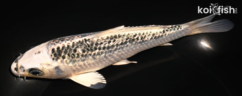 6.5" GINRIN GIN MATSUBA