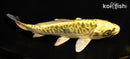 6.75" ARAGOKE KIN KI MATSUBA