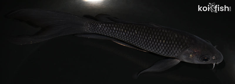 5.75" SORAGOI BUTTERFLY