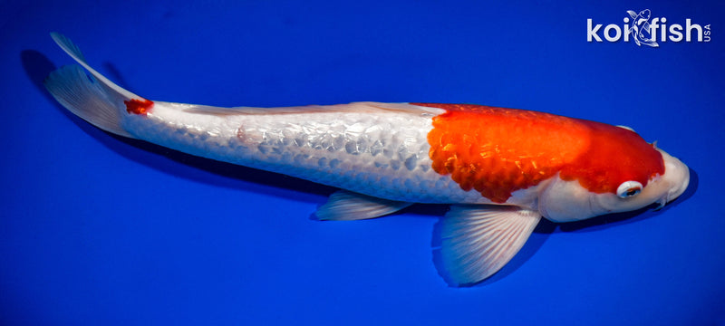 14" GINRIN KOHAKU