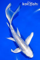 5.5" DOITSU PLATINUM OGON BUTTERFLY