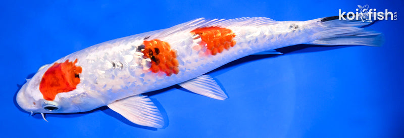 9.25" GINRIN YAMATO NISHIKI