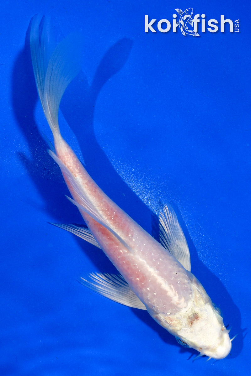 5" GINRIN HARIWAKE BUTTERFLY