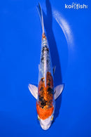 6.5" BENI KIKOKURYU