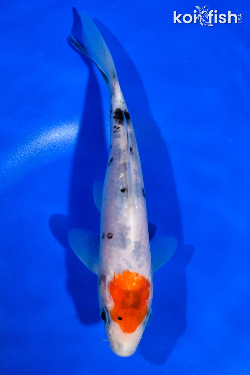 6.5" SANKE