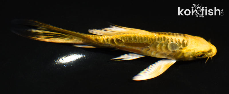 5" ARAGOKE KIN KIKOKURYU BUTTERFLY