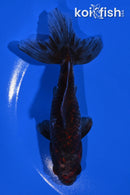 5.75" CALICO WAKIN GOLDFISH