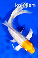 6.75" GINRIN HARIWAKE BUTTERFLY