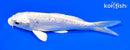5.75" DOITSU PLATINUM OGON