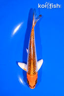 5" KUJAKU