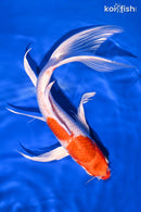 10" HARIWAKE BUTTERFLY