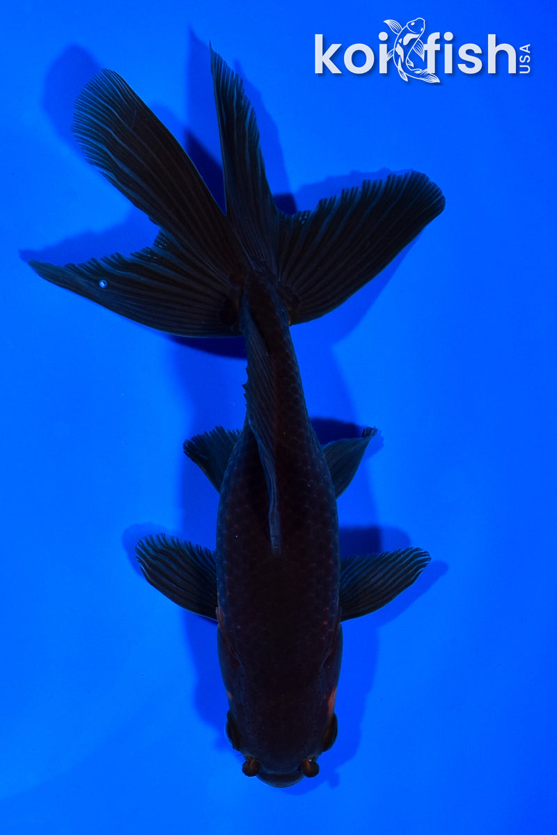 6.25" WATONAI GOLDFISH
