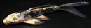 5.25" BENI KIKOKURYU BUTTERFLY