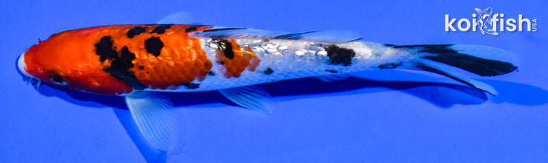 6" GINRIN SANKE