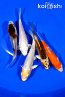 PACK OF (5) 3.5"- 3.75" STANDARD KOI