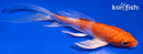 5" HARIWAKE BUTTERFLY