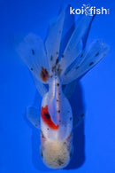 5.25" CALICO LIONHEAD ORANDA GOLDFISH