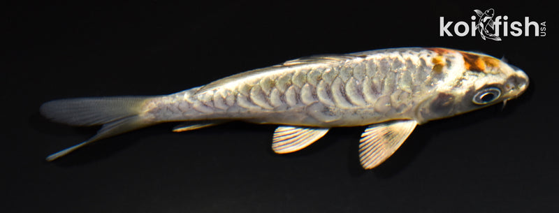 4.5" ARAGOKE BENI KIKOKURYU