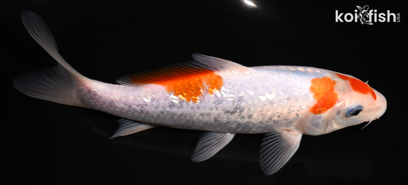 7" GINRIN GOROMO