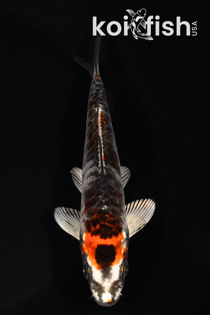 5.5" BENI KIKOKURYU
