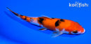 5.75" SANKE
