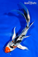 6" YAMATO NISHIKI BUTTERFLY