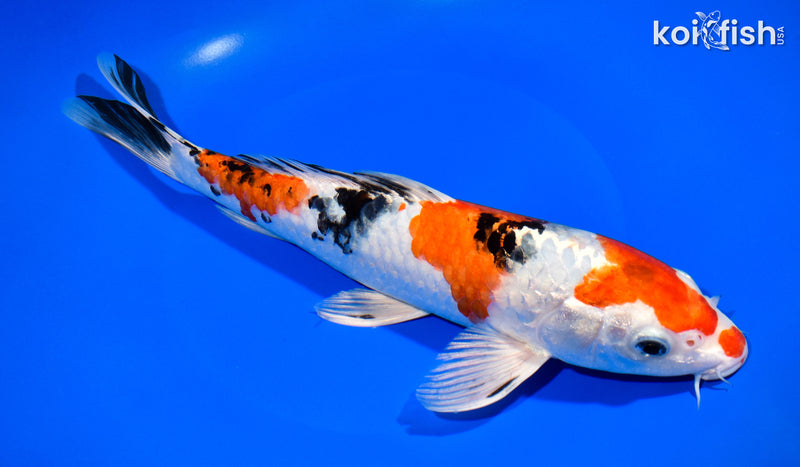 10.75" YAMATO NISHIKI