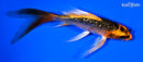 5.75" GINRIN KIN ORENJI MATSUBA BUTTERFLY