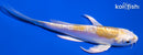 4.75" DOITSU LEMON HARIWAKE BUTTERFLY