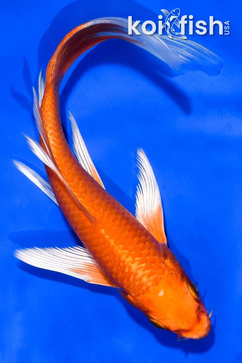 5.5" ORENJI OGON BUTTERFLY