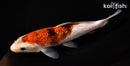 7.75" GINRIN GOROMO