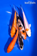 PACK OF (5) 4-5" STANDARD KOI