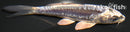 4.25" KIKOKURYU