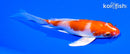 5.5" HARIWAKE BUTTERFLY