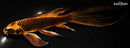8.25" KIN ORENJI MATSUBA BUTTERFLY