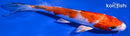 5.5" YAMATO NISHIKI