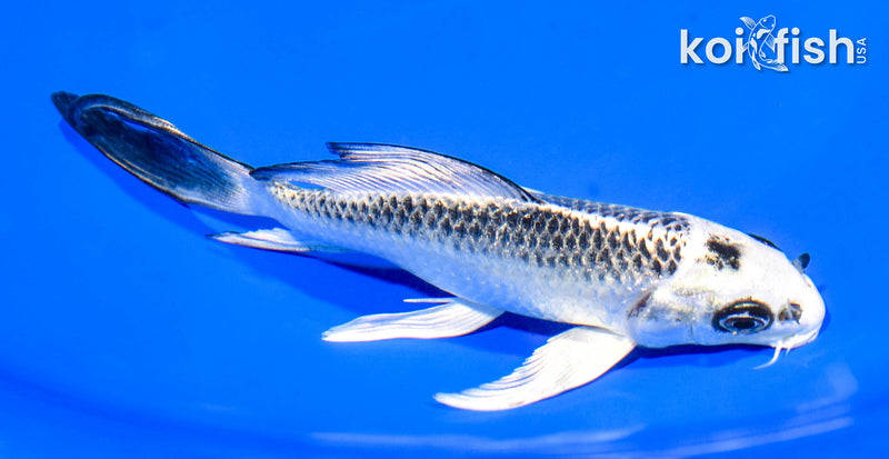 6" GIN MATSUBA BUTTERFLY