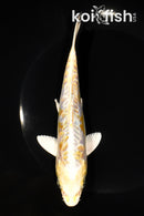 6.75" ARAGOKE LEMON HARIWAKE