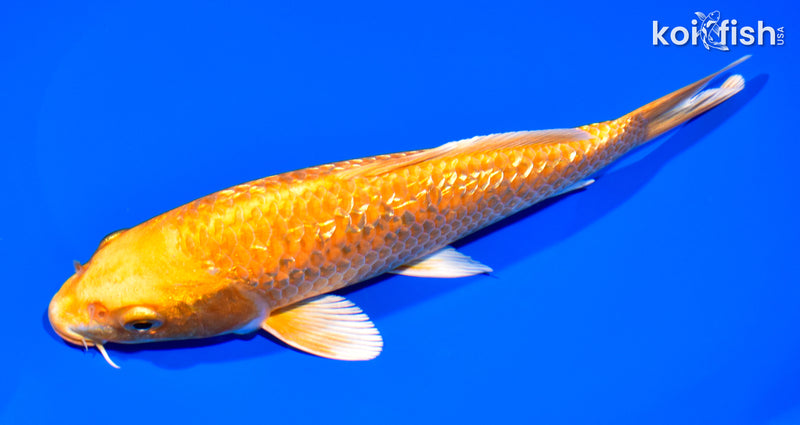7.75" GINRIN ORENJI OGON