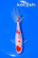 5.5" MARUTEN WAKIN GOLDFISH