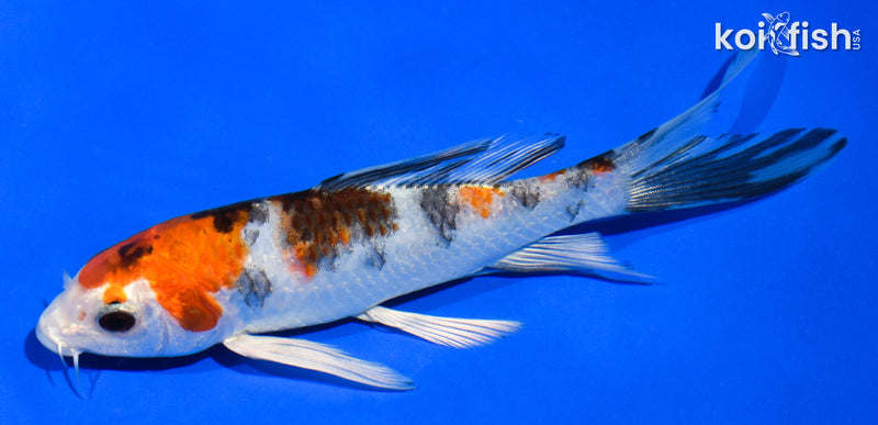 5.5" YAMATO NISHIKI BUTTERFLY