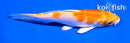 5" HARIWAKE