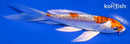5.5" HEISEI NISHIKI BUTTERFLY