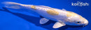 7.75" DOITSU LEMON HARIWAKE