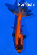3.75" WAKIN GOLDFISH