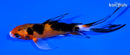 4.75" YAMATO NISHIKI BUTTERFLY